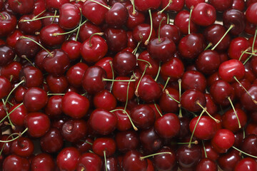 lots of ripe red cherry berries background image red background with close-up