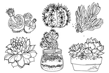 Cacti and succulents, indoor flowers in pots. Home decor.