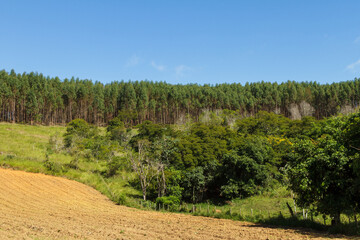 Fototapeta na wymiar Plantação de eucalipto em área rural de Guarani, estado de Minas Gerais, Brasil