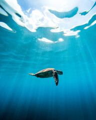 Vertical low angle shot of a turtle swimming in the ocean