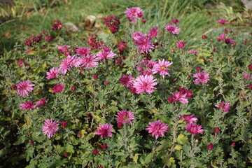 Buds and pink flowers of Chrysanthemums in November