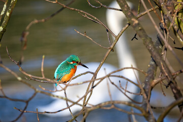 Close up of Kingfisher perched on branch with swan in background