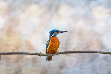 Close up of Kingfisher perched on branch against blurred background