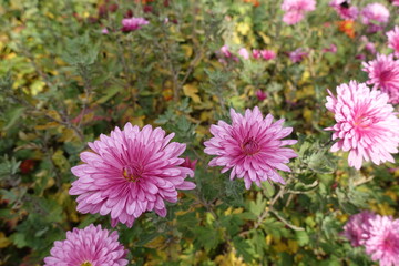 Chrysanthemums with some double pink flowers in November