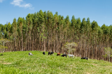 Plantação de eucalipto em área rural de Guarani, estado de Minas Gerais, Brasil