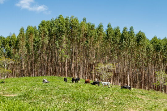 Planta&ccedil;&atilde;o de eucalipto em &aacute;rea rural de Guarani, estado de Minas Gerais, Brasil
