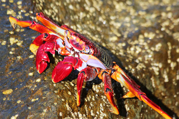 rote_Klippenkrabbe