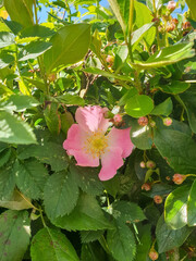 A delicate flower of wild rose. Yaroslavl. Beautiful summer day.