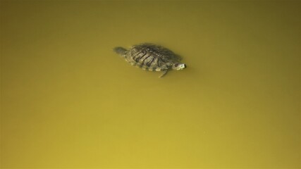 Obraz premium Red-eared turtle swims in a pond with green muddy water