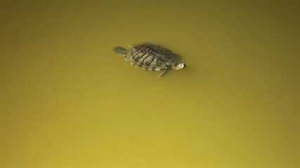 
Red-eared turtle swims in a pond with green muddy water