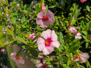 Petunia on the background of the sun