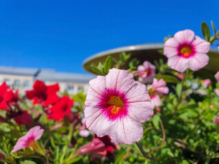 Petunia on the background of the sun
