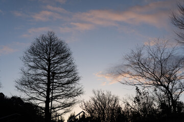 冬の夜明けの公園の木々