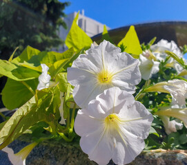 Petunia on the background of the sun
