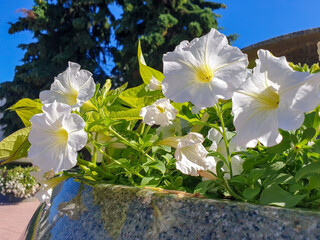 Petunia on the background of the sun