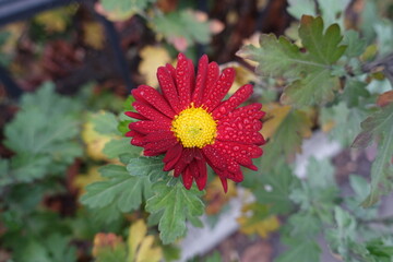 Droplets of water on red and yellow flower of Chrysanthemum in November