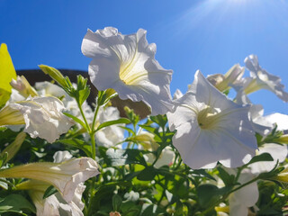 Petunia on the background of the sun