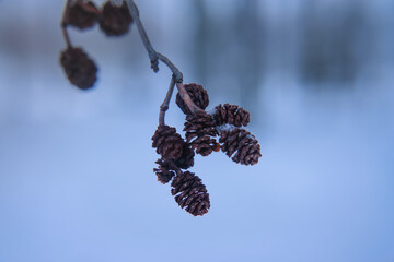Russia.Karelia.Kostomuksha. There are alder cones on the branch. January, 21.2021.