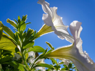 Petunia on the background of the sun
