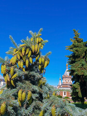 Picea pungens. Yaroslavl. Sunny summer morning in Demidovsky Square. Young branches of spruce.
