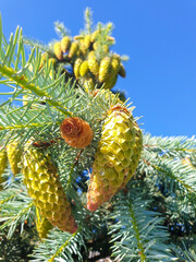 Picea pungens. Yaroslavl. Sunny summer morning in Demidovsky Square. Young branches of spruce.