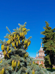 Picea pungens. Yaroslavl. Sunny summer morning in Demidovsky Square. Young branches of spruce.