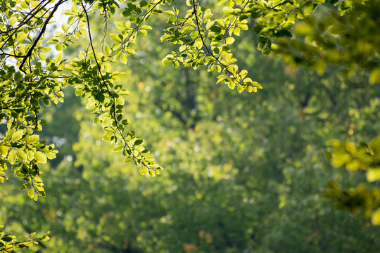 Close up of green leaves in late summer