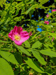 A delicate flower of wild rose. Yaroslavl. Beautiful summer day.