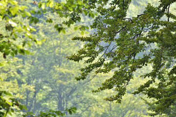 Fototapeta premium Close up of green leaves in late summer