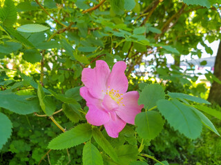 A delicate flower of wild rose. Yaroslavl. Beautiful summer day.