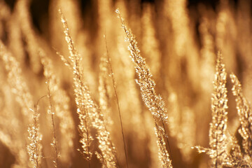 Steppe grass at sunset against the sun