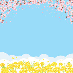 桜と菜の花畑 青空バックの背景イラスト（正方形）