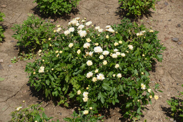 Beginning of florescence of white Chrysanthemums in July