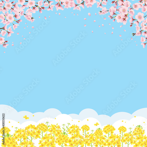 桜と菜の花畑 青空バックの背景イラスト 正方形 Background Wall Mural Backgrou Pp7