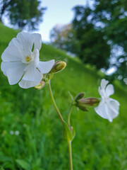 Silene latifolia; melandrium album in the Park on Strelka in Yaroslavl. Close-up.