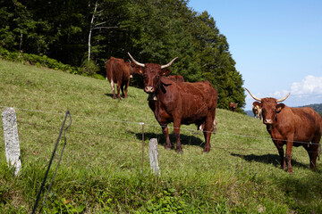 Obraz premium vache sarlat