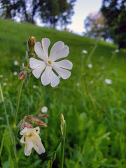 Silene latifolia; melandrium album in the Park on Strelka in Yaroslavl. Close-up.