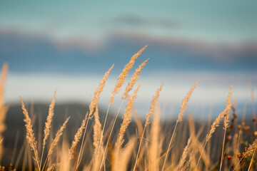 Obraz premium Steppe grass at sunset against a dark background