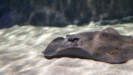 Stingray Swimming on Sandy Seabed