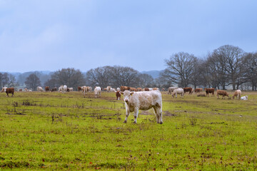Cows grazing at a moor. Picture from Revingehed, Scania county, Sweden
