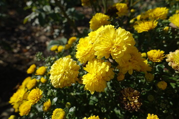 Bloom of yellow Chrysanthemums in mid October