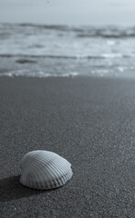 seashell on the beach