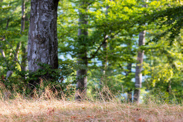 Aesthetic forest trees in summer light