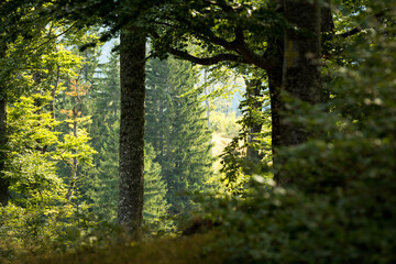 Aesthetic forest trees in summer light