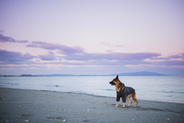 a german shepherd is at a beach in japan and he is wearing a winter sweater. the background is pink and purple from the sunset and it looks very beautiful. the dog has a stick