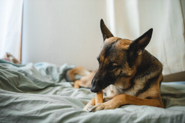 a black and tan male german shepherd is chewing on a hard cheese chew treat. the dog enjoys his new toy and is making crunching sounds. the dog has pricked ears and looks very relaxed on the bed.
