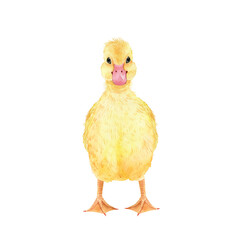 illustration watercolor yellow duckling, hand painted on white background