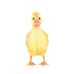 illustration watercolor yellow duckling, hand painted on white background