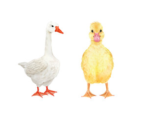 illustration watercolor yellow duckling and white goose, hand painted on white background