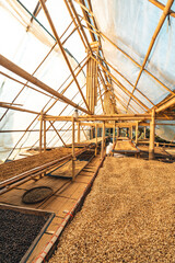 Dried coffee,Parchment coffee Dry in the Bamboo house
